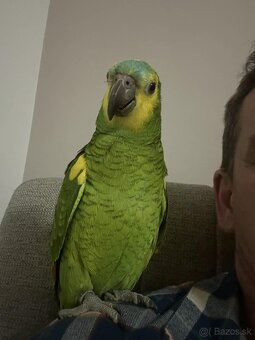 Amazoňan modročelý - 4