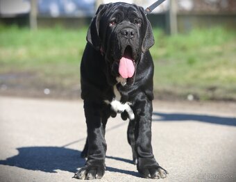 Neapolský mastiff, Mastino napoletano, Neapolitan mastiff - 4
