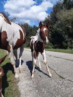 Pripustanie AQHA, APHA, APPA, aj ine - 4