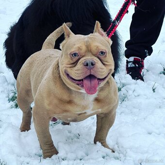 American Bully Micro - 4