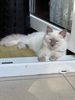 Ragdoll kocúrik 4mes. - 4