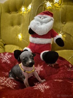 Americký bezsrstý teriér - 4