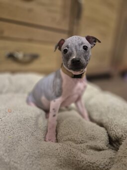 Americký bezsrstý teriér - 4