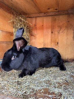 Predám samicu BO - 4