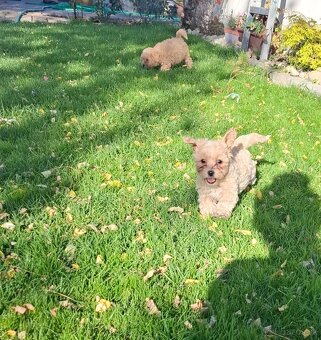 Maltipoo - 4