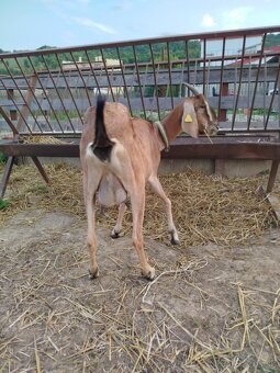 Predám ovce a kozy 100% AN - 4