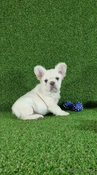 Francúzsky buldoček - 4