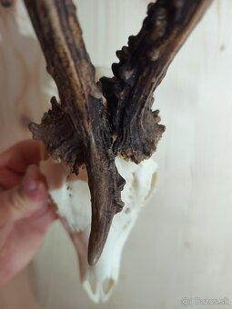 Trofej Trofeje Zhody Parohy Parožie.... - 4