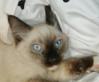 Ragdoll - 4
