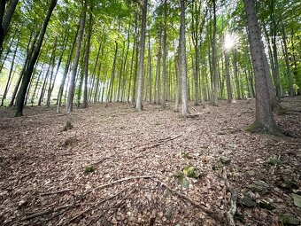 16.500 m2 LES, podiel 1/1, Petrovice (Bytča) - 4