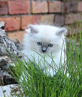 Ragdoll - láska na celý život - 4