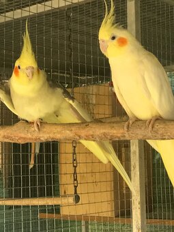 Predam chovny par koriel - 4