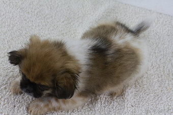 Predám šteniatko šicu - 4