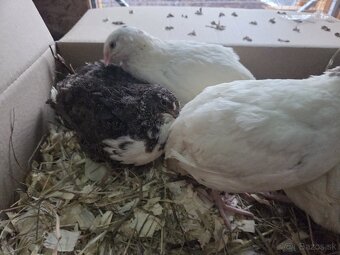 Prepelice TEXAS sliepky v znaške - 4