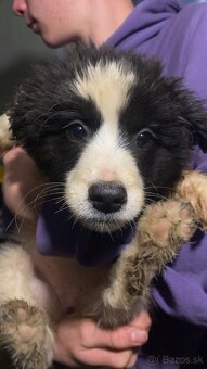 Trojmesačné šteniatka Border kólie - 4