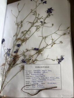 Herbár rastlín - 4