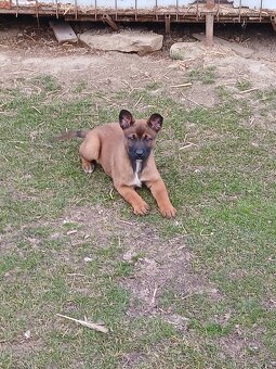 Predám Belgický ovčiak  sučku - 4