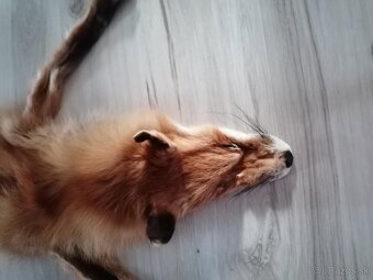 Liška práva kožušina - 4