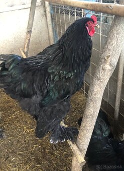 Brahman velka forma - 4