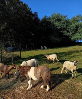 Predám žrebca mini pony - 4