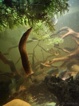 Predám akvarijné rybičky - 4