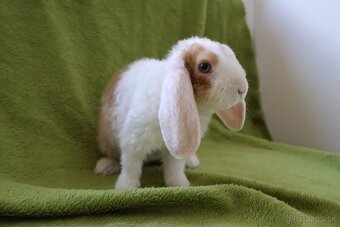 Zakrslý králik - samička rex barančeka s modrými očkami - 4