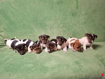Jack russell teriér - 4