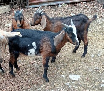 Predám capkov + 1 kožička rohata - 4
