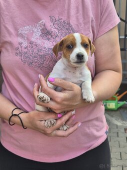 Jack russel šteniatka - 4