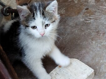 Darujem dve mačičky - 4