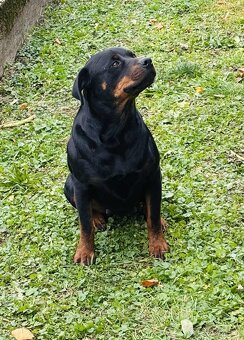 Na predaj šteniatka Rottweilera 🐶Eladó rottweiler kiskutyá - 4