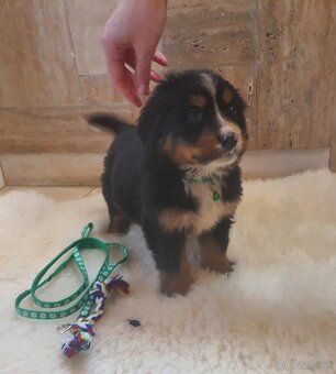 Bernský salašnický pes - 4