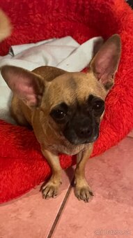 Čivava krátkosrstá - 4