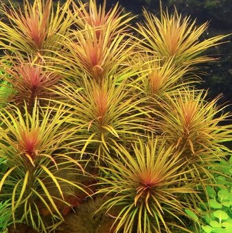 Pogostemon Stellatus - 4