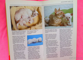 Vaša mačka a mačiatko. - 4