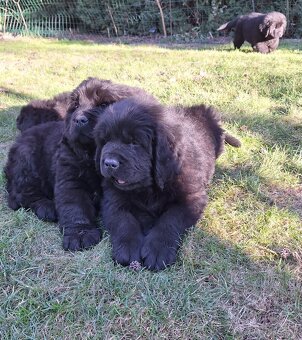 Novofundlandský pes - 4