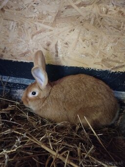 Burgundský králik - 4