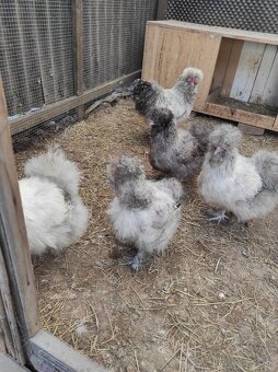 Nasadové vajcia - Hodvábnicky - 4