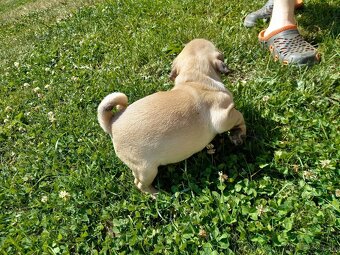 Mops - 4