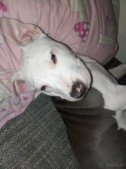 Predám čistokrvné šteniatko amerického stafforda - 4