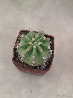 Kaktusy a sukulenty - 4