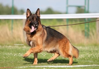 Šteniatka nemeckého ovčiaka s PP - 4