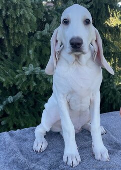 Porcelaine – štěniatko s PP - 4