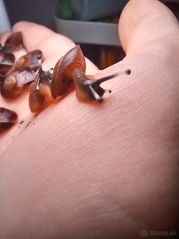 Africký slimák - 4