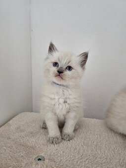 Ragdoll mačiatka - 4