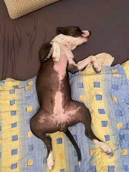 Americký Stafford - 4