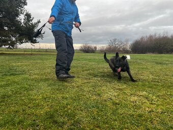 Nemecky Ovciak s pp - 4