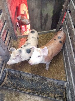 Predam prasiatka - 4