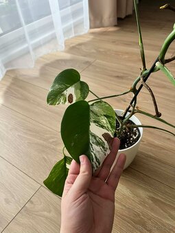 Monstera Albo Variegata - 4