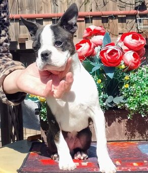 Bostonsky Terier,Boston Terrier,Boston - 4